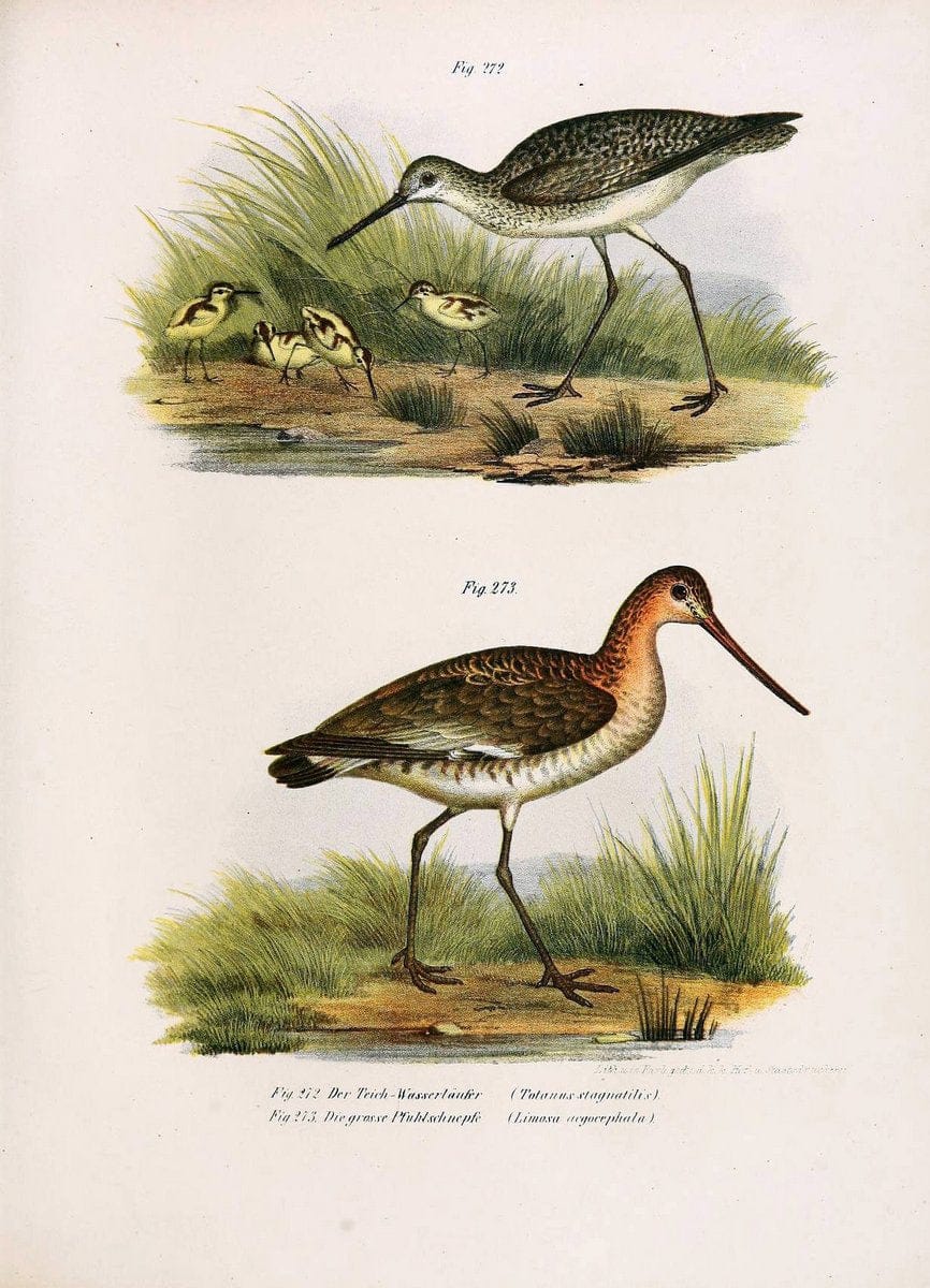 Bilder-atlas zur Wissenschaftlich-populÃ¤ren Naturgeschichte der VÃ¶gel in ihren sÃ¤mmtlich | Birds "Pictorial works"  | Vintage Print Reproduction 461054