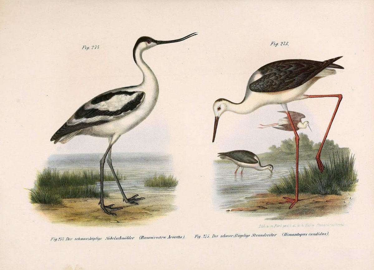 Bilder-atlas zur Wissenschaftlich-populÃ¤ren Naturgeschichte der VÃ¶gel in ihren sÃ¤mmtlich | Birds "Pictorial works"  | Vintage Print Reproduction 461055