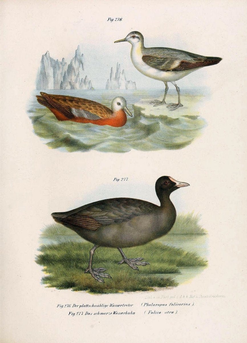 Bilder-atlas zur Wissenschaftlich-populÃ¤ren Naturgeschichte der VÃ¶gel in ihren sÃ¤mmtlich | Birds "Pictorial works"  | Vintage Print Reproduction 461056