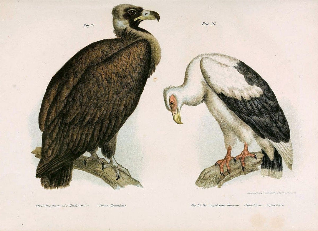 Bilder-atlas zur Wissenschaftlich-populÃ¤ren Naturgeschichte der VÃ¶gel in ihren sÃ¤mmtlich | Birds "Pictorial works"  | Vintage Print Reproduction 461057