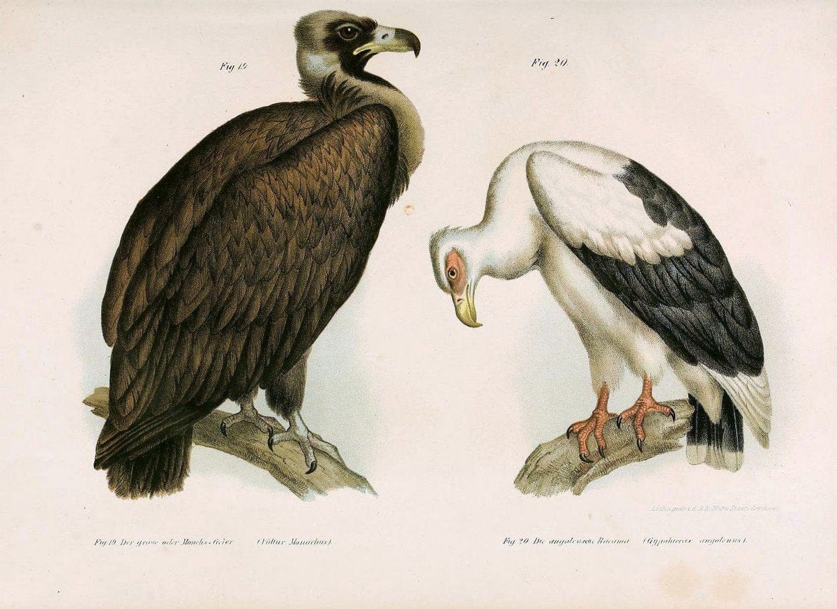 Bilder-atlas zur Wissenschaftlich-populÃ¤ren Naturgeschichte der VÃ¶gel in ihren sÃ¤mmtlich | Birds "Pictorial works"  | Vintage Print Reproduction 461057