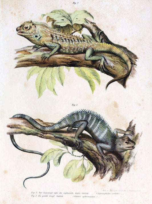 Bilder-Atlas zur wissenschaftlich-populÃ¤ren Naturgeschichte der WirbelthiereWien :K.K. H | Amphibians "Pictorial works" Reptiles  | Vintage Print Reproduction 461058