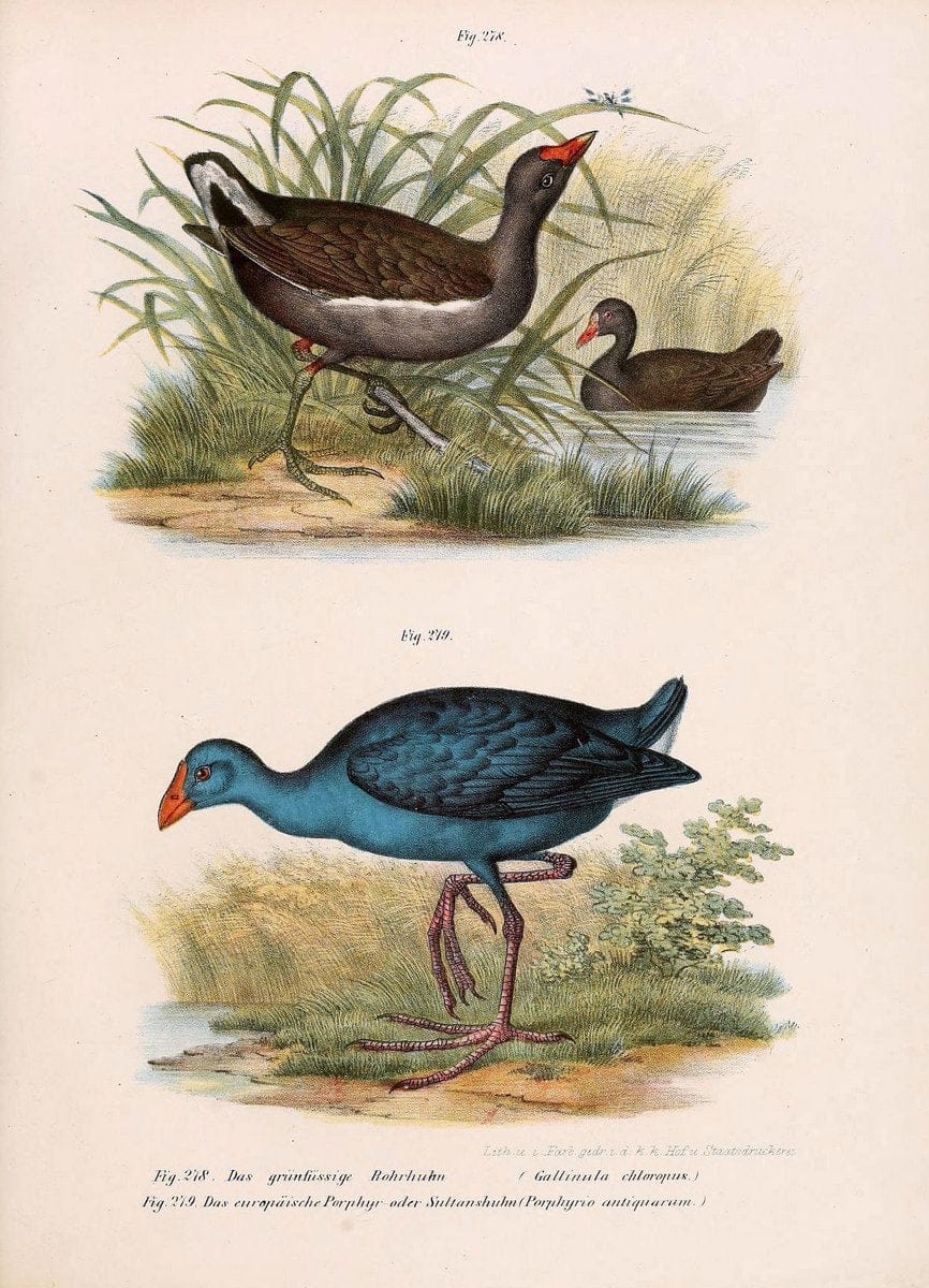 Bilder-atlas zur Wissenschaftlich-populÃ¤ren Naturgeschichte der VÃ¶gel in ihren sÃ¤mmtlich | Birds "Pictorial works"  | Vintage Print Reproduction 461059