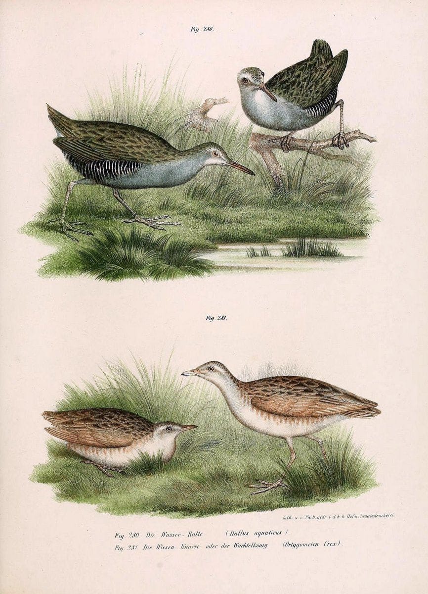 Bilder-atlas zur Wissenschaftlich-populÃ¤ren Naturgeschichte der VÃ¶gel in ihren sÃ¤mmtlich | Birds "Pictorial works"  | Vintage Print Reproduction 461060