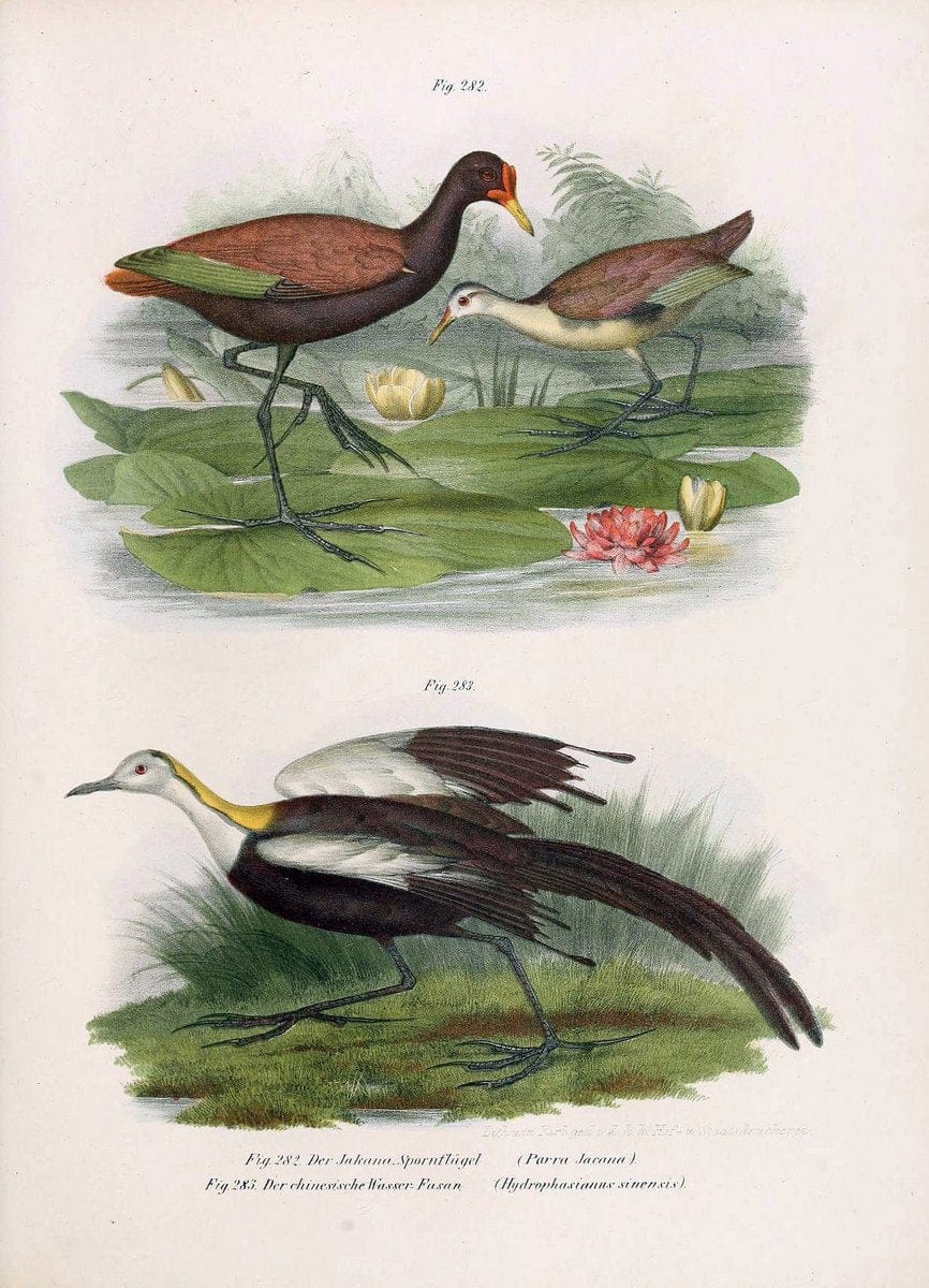 Bilder-atlas zur Wissenschaftlich-populÃ¤ren Naturgeschichte der VÃ¶gel in ihren sÃ¤mmtlich | Birds "Pictorial works"  | Vintage Print Reproduction 461061