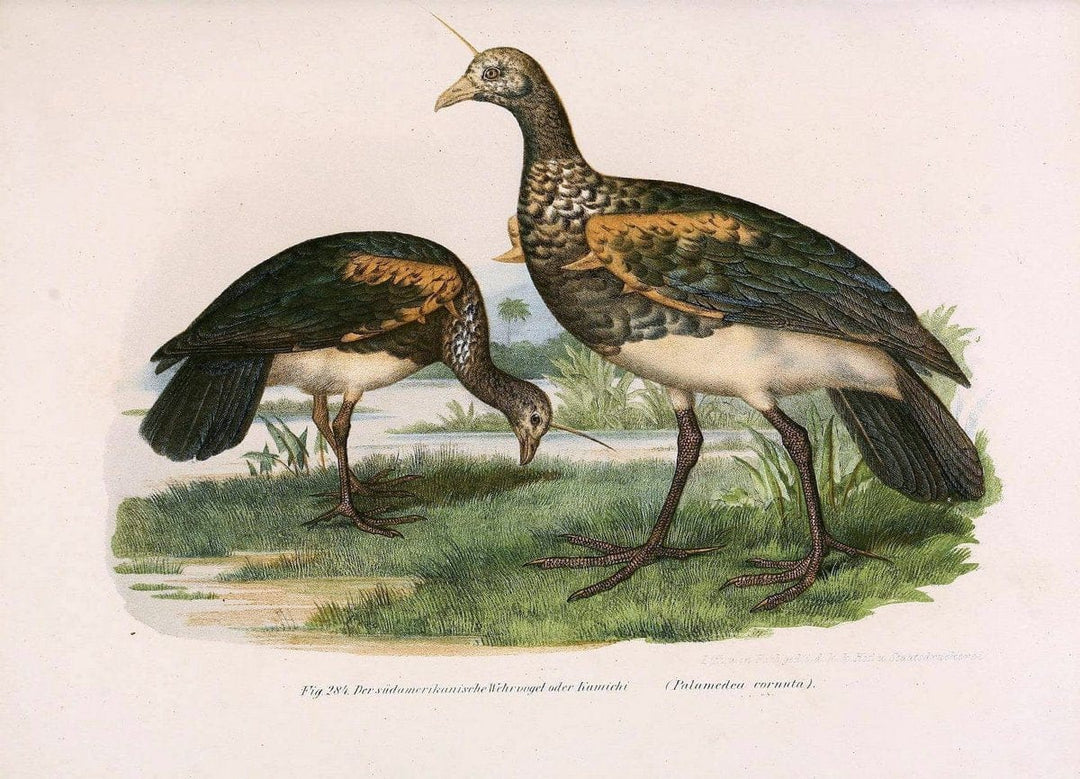 Bilder-atlas zur Wissenschaftlich-populÃ¤ren Naturgeschichte der VÃ¶gel in ihren sÃ¤mmtlich | Birds "Pictorial works"  | Vintage Print Reproduction 461062