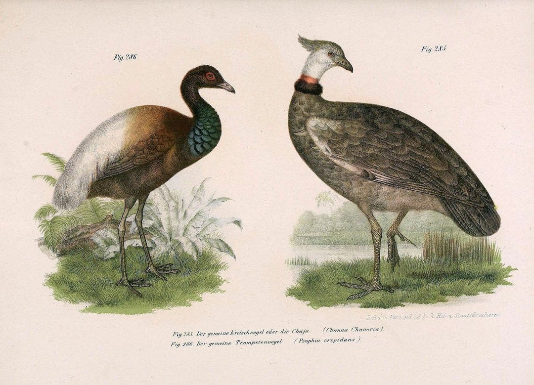 Bilder-atlas zur Wissenschaftlich-populÃ¤ren Naturgeschichte der VÃ¶gel in ihren sÃ¤mmtlich | Birds "Pictorial works"  | Vintage Print Reproduction 461063