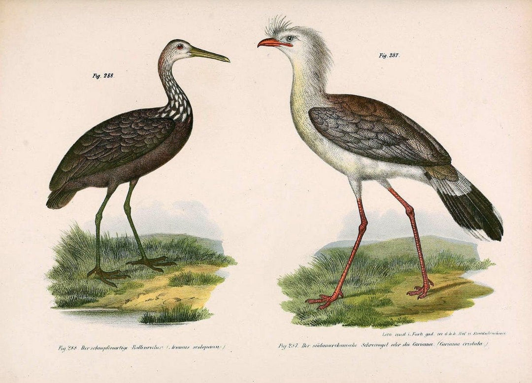 Bilder-atlas zur Wissenschaftlich-populÃ¤ren Naturgeschichte der VÃ¶gel in ihren sÃ¤mmtlich | Birds "Pictorial works"  | Vintage Print Reproduction 461064