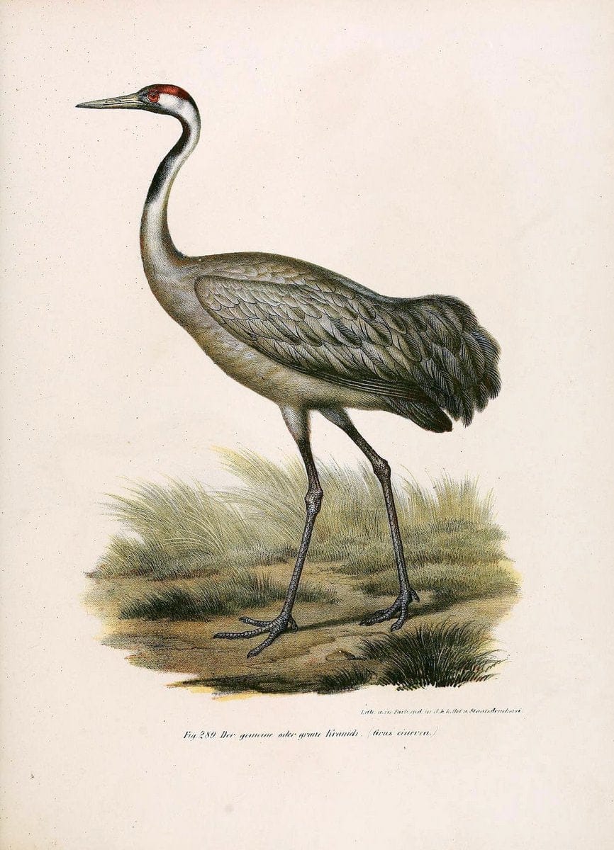 Bilder-atlas zur Wissenschaftlich-populÃ¤ren Naturgeschichte der VÃ¶gel in ihren sÃ¤mmtlich | Birds "Pictorial works"  | Vintage Print Reproduction 461065