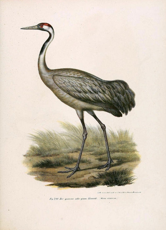 Bilder-atlas zur Wissenschaftlich-populÃ¤ren Naturgeschichte der VÃ¶gel in ihren sÃ¤mmtlich | Birds "Pictorial works"  | Vintage Print Reproduction 461065