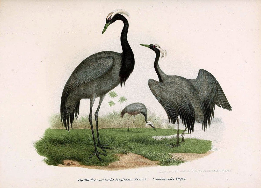 Bilder-atlas zur Wissenschaftlich-populÃ¤ren Naturgeschichte der VÃ¶gel in ihren sÃ¤mmtlich | Birds "Pictorial works"  | Vintage Print Reproduction 461066