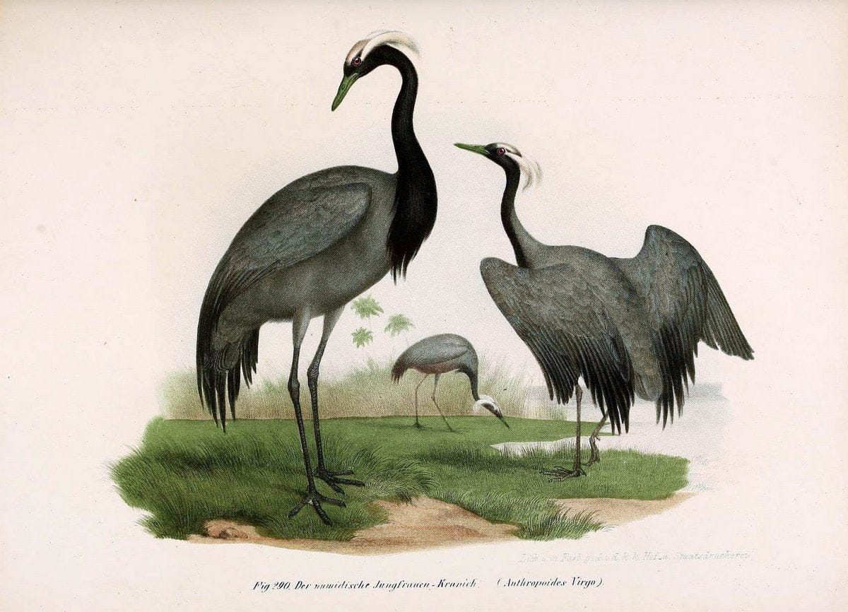 Bilder-atlas zur Wissenschaftlich-populÃ¤ren Naturgeschichte der VÃ¶gel in ihren sÃ¤mmtlich | Birds "Pictorial works"  | Vintage Print Reproduction 461066