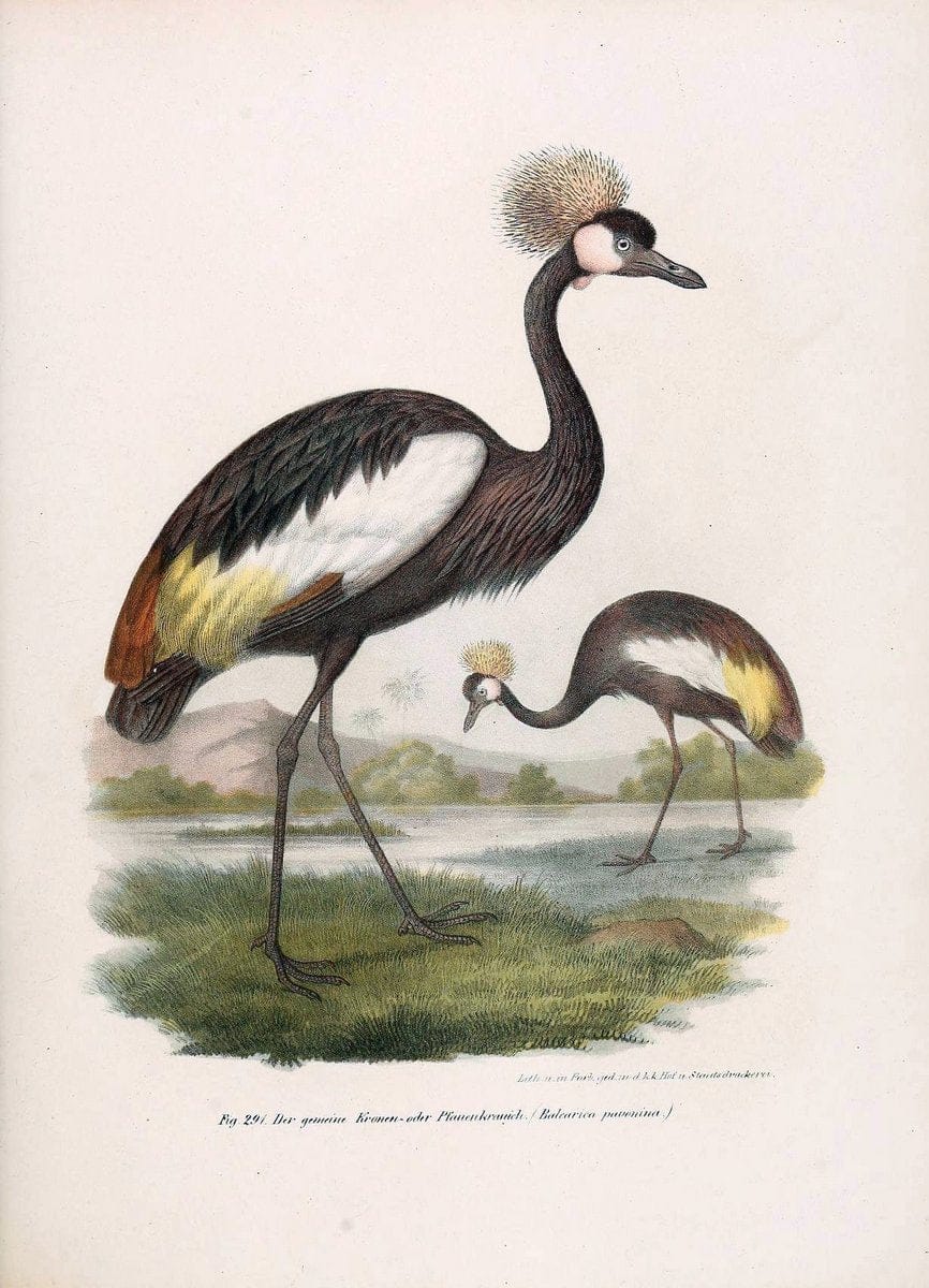 Bilder-atlas zur Wissenschaftlich-populÃ¤ren Naturgeschichte der VÃ¶gel in ihren sÃ¤mmtlich | Birds "Pictorial works"  | Vintage Print Reproduction 461067