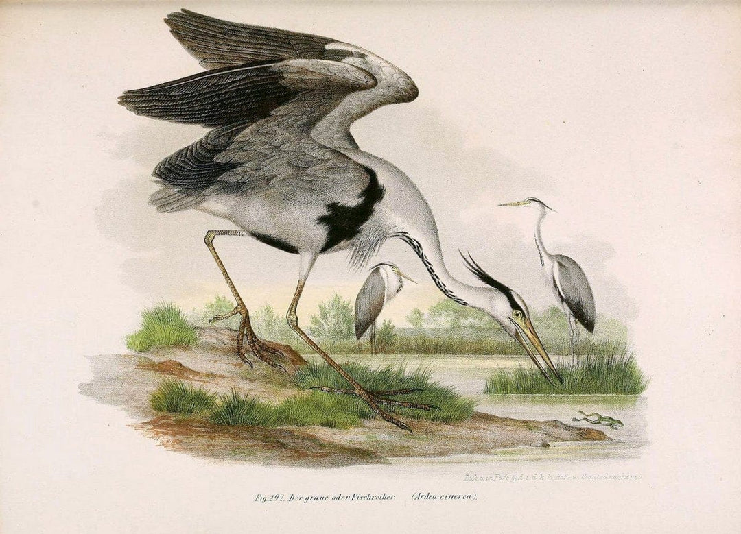 Bilder-atlas zur Wissenschaftlich-populÃ¤ren Naturgeschichte der VÃ¶gel in ihren sÃ¤mmtlich | Birds "Pictorial works"  | Vintage Print Reproduction 461068