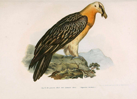 Bilder-atlas zur Wissenschaftlich-populÃ¤ren Naturgeschichte der VÃ¶gel in ihren sÃ¤mmtlich | Birds "Pictorial works"  | Vintage Print Reproduction 461069