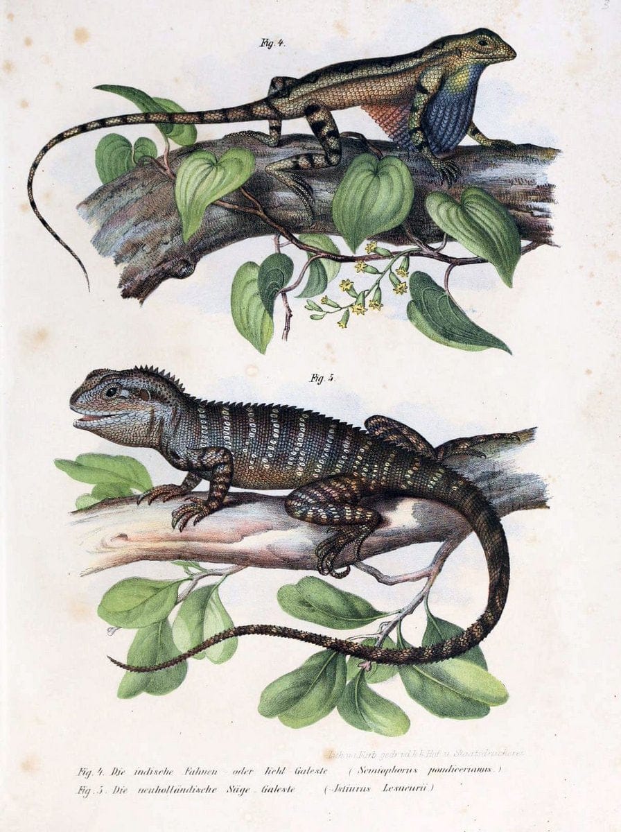 Bilder-Atlas zur wissenschaftlich-populÃ¤ren Naturgeschichte der WirbelthiereWien :K.K. H | Amphibians "Pictorial works" Reptiles  | Vintage Print Reproduction 461070