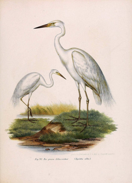 Bilder-atlas zur Wissenschaftlich-populÃ¤ren Naturgeschichte der VÃ¶gel in ihren sÃ¤mmtlich | Birds "Pictorial works"  | Vintage Print Reproduction 461071