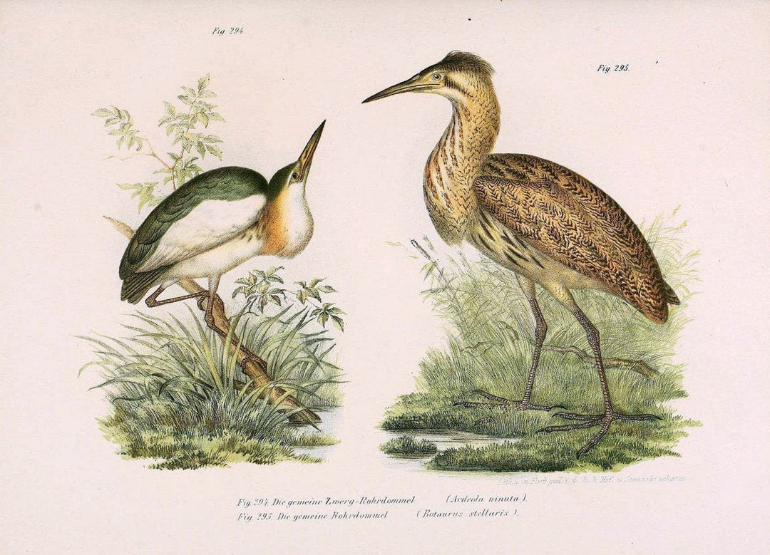 Bilder-atlas zur Wissenschaftlich-populÃ¤ren Naturgeschichte der VÃ¶gel in ihren sÃ¤mmtlich | Birds "Pictorial works"  | Vintage Print Reproduction 461072