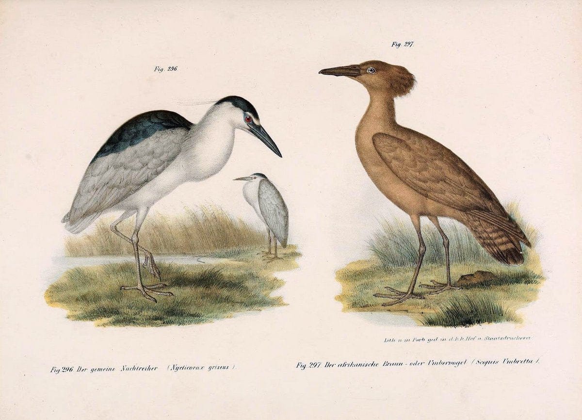 Bilder-atlas zur Wissenschaftlich-populÃ¤ren Naturgeschichte der VÃ¶gel in ihren sÃ¤mmtlich | Birds "Pictorial works"  | Vintage Print Reproduction 461073