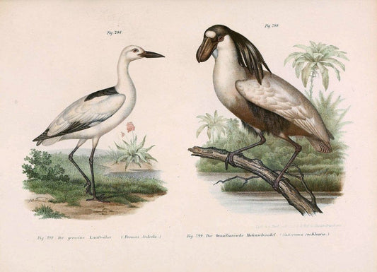 Bilder-atlas zur Wissenschaftlich-populÃ¤ren Naturgeschichte der VÃ¶gel in ihren sÃ¤mmtlich | Birds "Pictorial works"  | Vintage Print Reproduction 461074