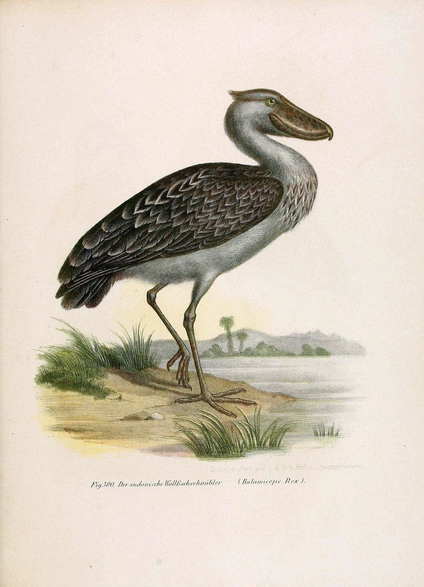 Bilder-atlas zur Wissenschaftlich-populÃ¤ren Naturgeschichte der VÃ¶gel in ihren sÃ¤mmtlich | Birds "Pictorial works"  | Vintage Print Reproduction 461075