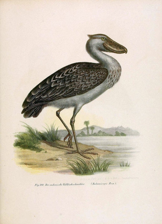 Bilder-atlas zur Wissenschaftlich-populÃ¤ren Naturgeschichte der VÃ¶gel in ihren sÃ¤mmtlich | Birds "Pictorial works"  | Vintage Print Reproduction 461075