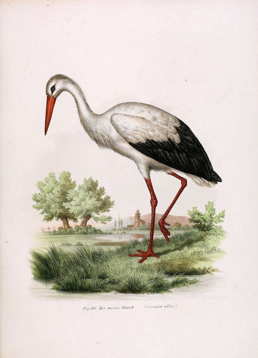 Bilder-atlas zur Wissenschaftlich-populÃ¤ren Naturgeschichte der VÃ¶gel in ihren sÃ¤mmtlich | Birds "Pictorial works"  | Vintage Print Reproduction 461076