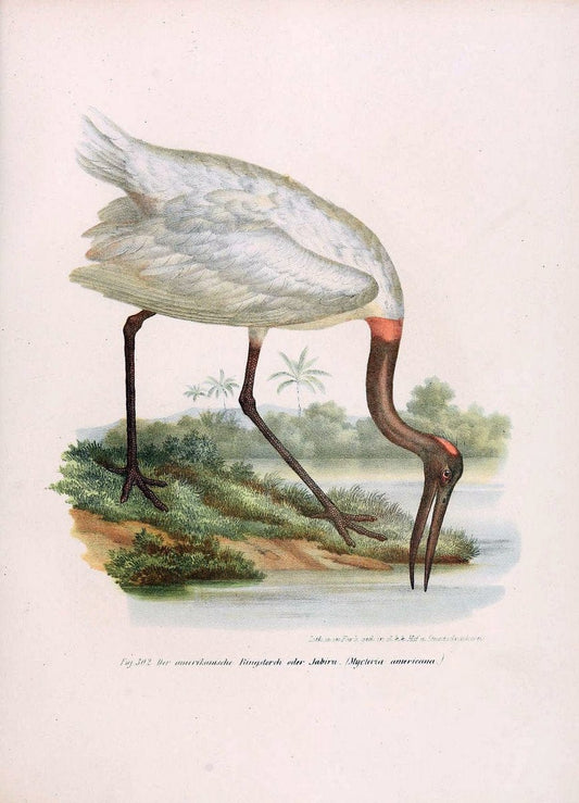 Bilder-atlas zur Wissenschaftlich-populÃ¤ren Naturgeschichte der VÃ¶gel in ihren sÃ¤mmtlich | Birds "Pictorial works"  | Vintage Print Reproduction 461077