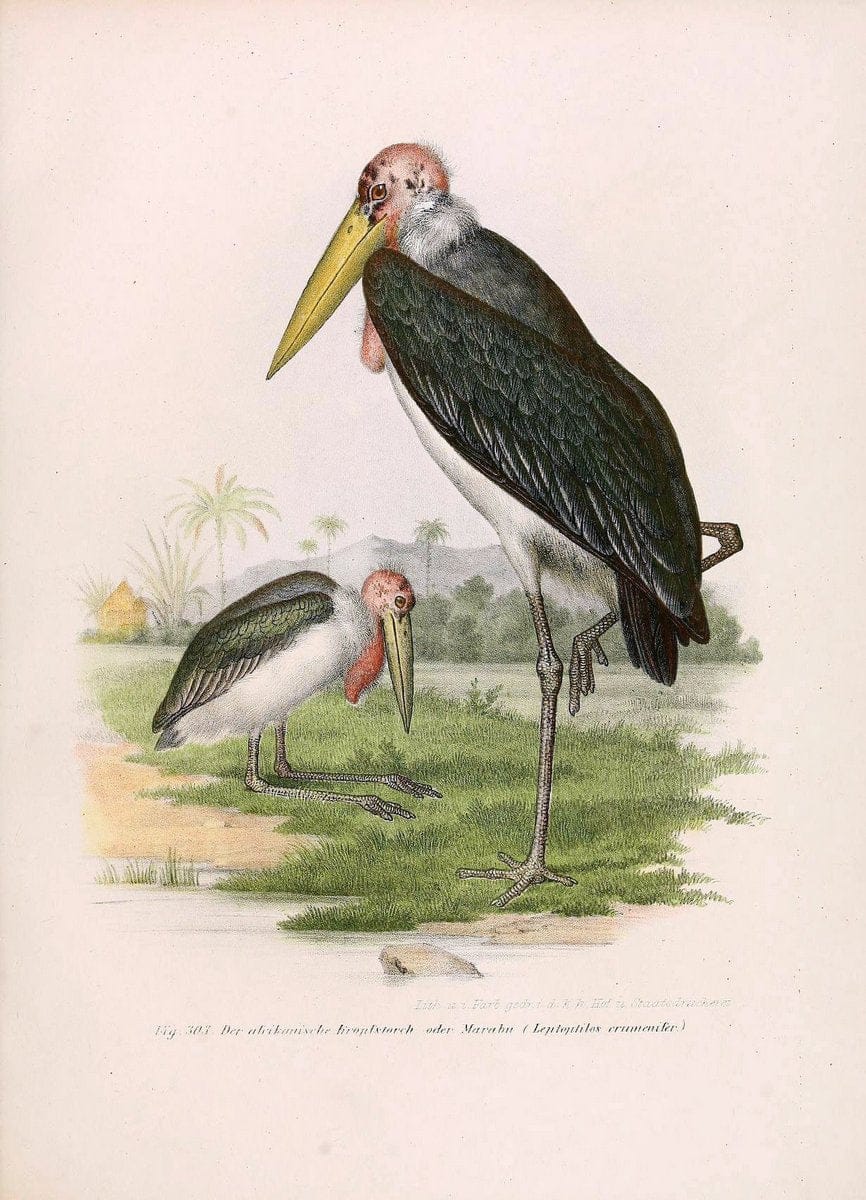 Bilder-atlas zur Wissenschaftlich-populÃ¤ren Naturgeschichte der VÃ¶gel in ihren sÃ¤mmtlich | Birds "Pictorial works"  | Vintage Print Reproduction 461078