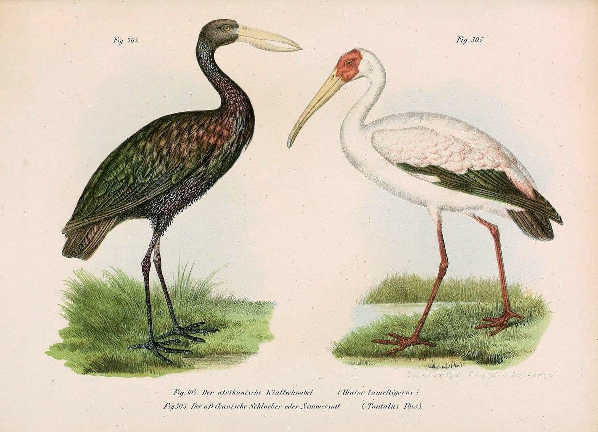 Bilder-atlas zur Wissenschaftlich-populÃ¤ren Naturgeschichte der VÃ¶gel in ihren sÃ¤mmtlich | Birds "Pictorial works"  | Vintage Print Reproduction 461079