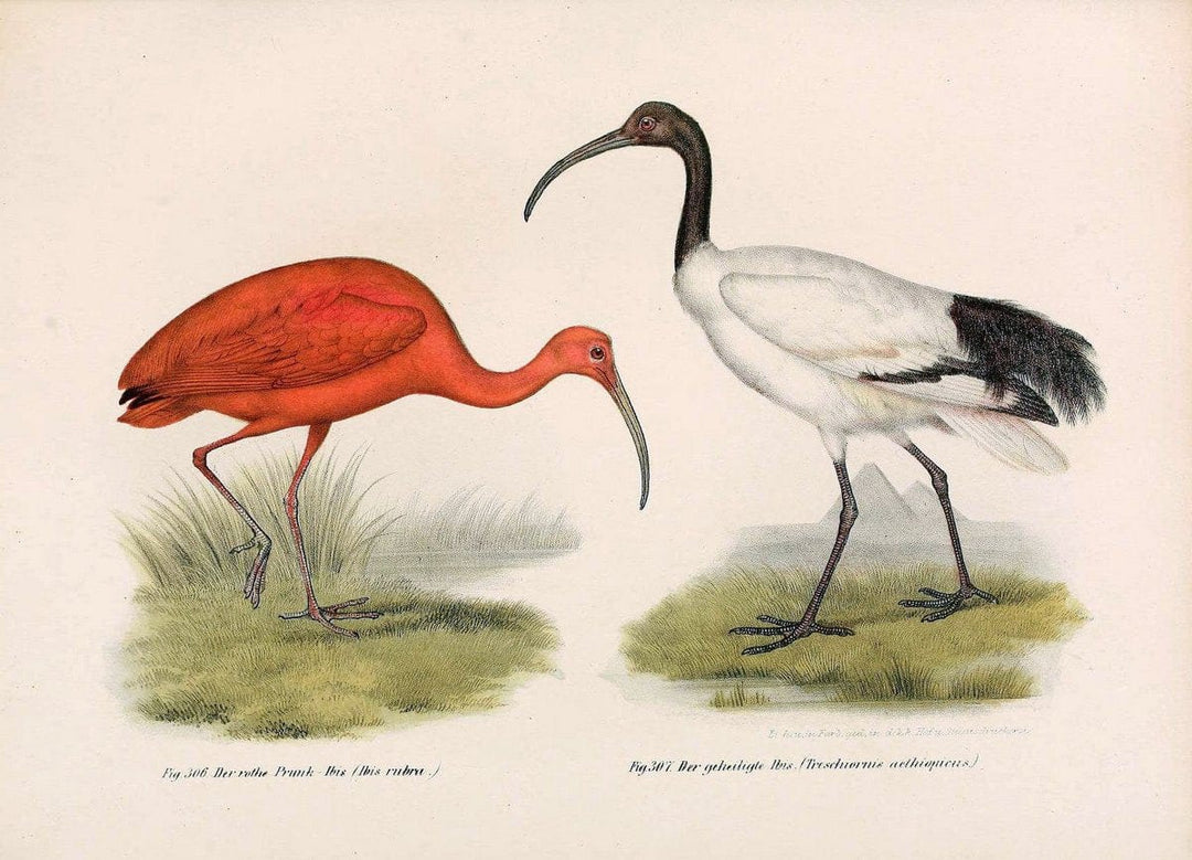 Bilder-atlas zur Wissenschaftlich-populÃ¤ren Naturgeschichte der VÃ¶gel in ihren sÃ¤mmtlich | Birds "Pictorial works"  | Vintage Print Reproduction 461080