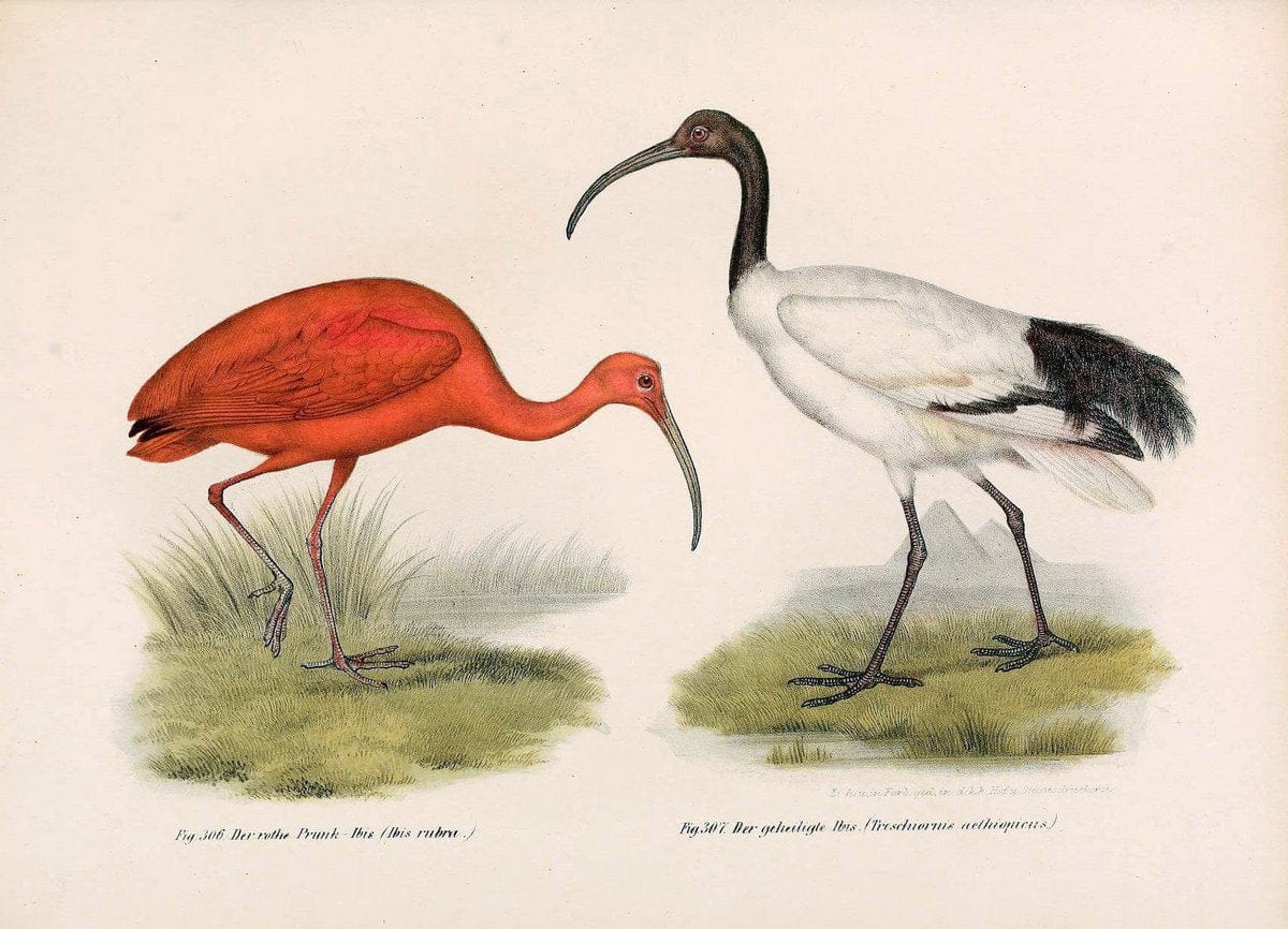 Bilder-atlas zur Wissenschaftlich-populÃ¤ren Naturgeschichte der VÃ¶gel in ihren sÃ¤mmtlich | Birds "Pictorial works"  | Vintage Print Reproduction 461080