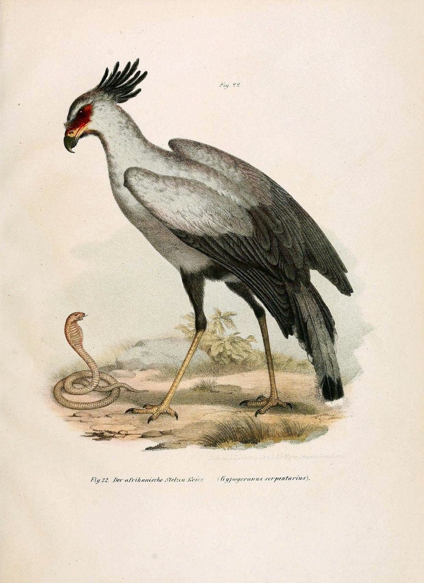 Bilder-atlas zur Wissenschaftlich-populÃ¤ren Naturgeschichte der VÃ¶gel in ihren sÃ¤mmtlich | Birds "Pictorial works"  | Vintage Print Reproduction 461081