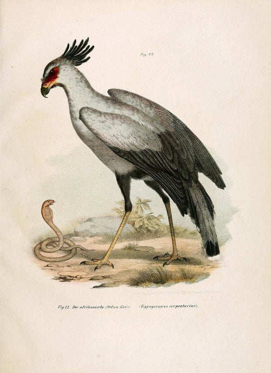 Bilder-atlas zur Wissenschaftlich-populÃ¤ren Naturgeschichte der VÃ¶gel in ihren sÃ¤mmtlich | Birds "Pictorial works"  | Vintage Print Reproduction 461081