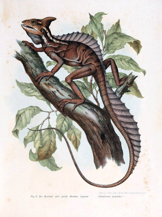 Bilder-Atlas zur wissenschaftlich-populÃ¤ren Naturgeschichte der WirbelthiereWien :K.K. H | Amphibians "Pictorial works" Reptiles  "taxonomy:binomial=Basiliscus basiliscus" |Vintage Reproduction 461082