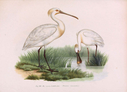 Bilder-atlas zur Wissenschaftlich-populÃ¤ren Naturgeschichte der VÃ¶gel in ihren sÃ¤mmtlich | Birds "Pictorial works"  | Vintage Print Reproduction 461083