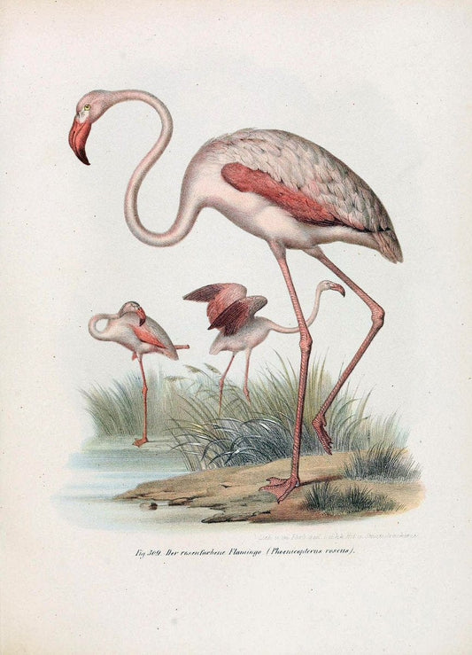 Bilder-atlas zur Wissenschaftlich-populÃ¤ren Naturgeschichte der VÃ¶gel in ihren sÃ¤mmtlich | Birds "Pictorial works"  | Vintage Print Reproduction 461084
