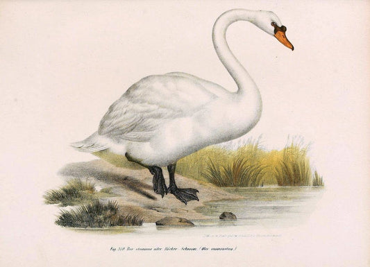 Bilder-atlas zur Wissenschaftlich-populÃ¤ren Naturgeschichte der VÃ¶gel in ihren sÃ¤mmtlich | Birds "Pictorial works"  | Vintage Print Reproduction 461085