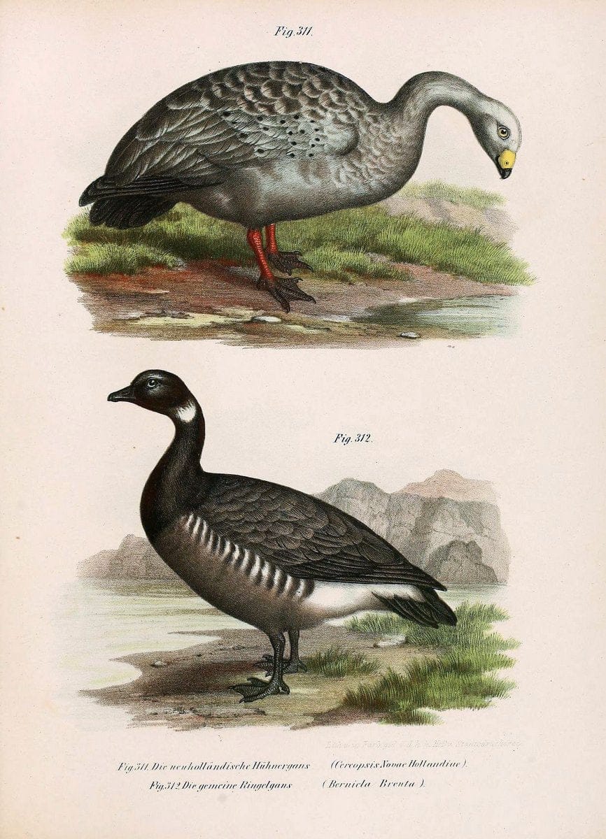 Bilder-atlas zur Wissenschaftlich-populÃ¤ren Naturgeschichte der VÃ¶gel in ihren sÃ¤mmtlich | Birds "Pictorial works"  | Vintage Print Reproduction 461086