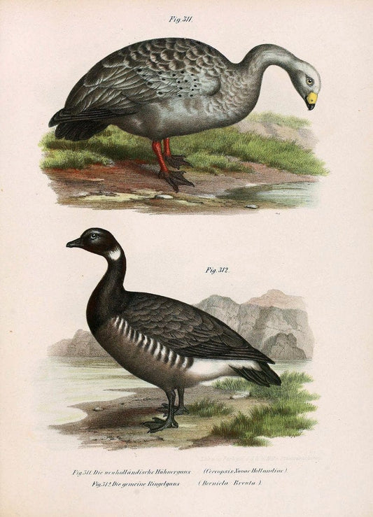Bilder-atlas zur Wissenschaftlich-populÃ¤ren Naturgeschichte der VÃ¶gel in ihren sÃ¤mmtlich | Birds "Pictorial works"  | Vintage Print Reproduction 461086