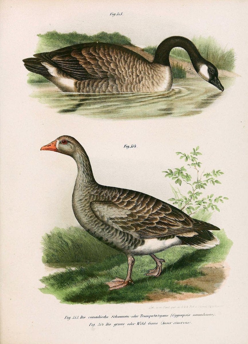 Bilder-atlas zur Wissenschaftlich-populÃ¤ren Naturgeschichte der VÃ¶gel in ihren sÃ¤mmtlich | Birds "Pictorial works"  | Vintage Print Reproduction 461087