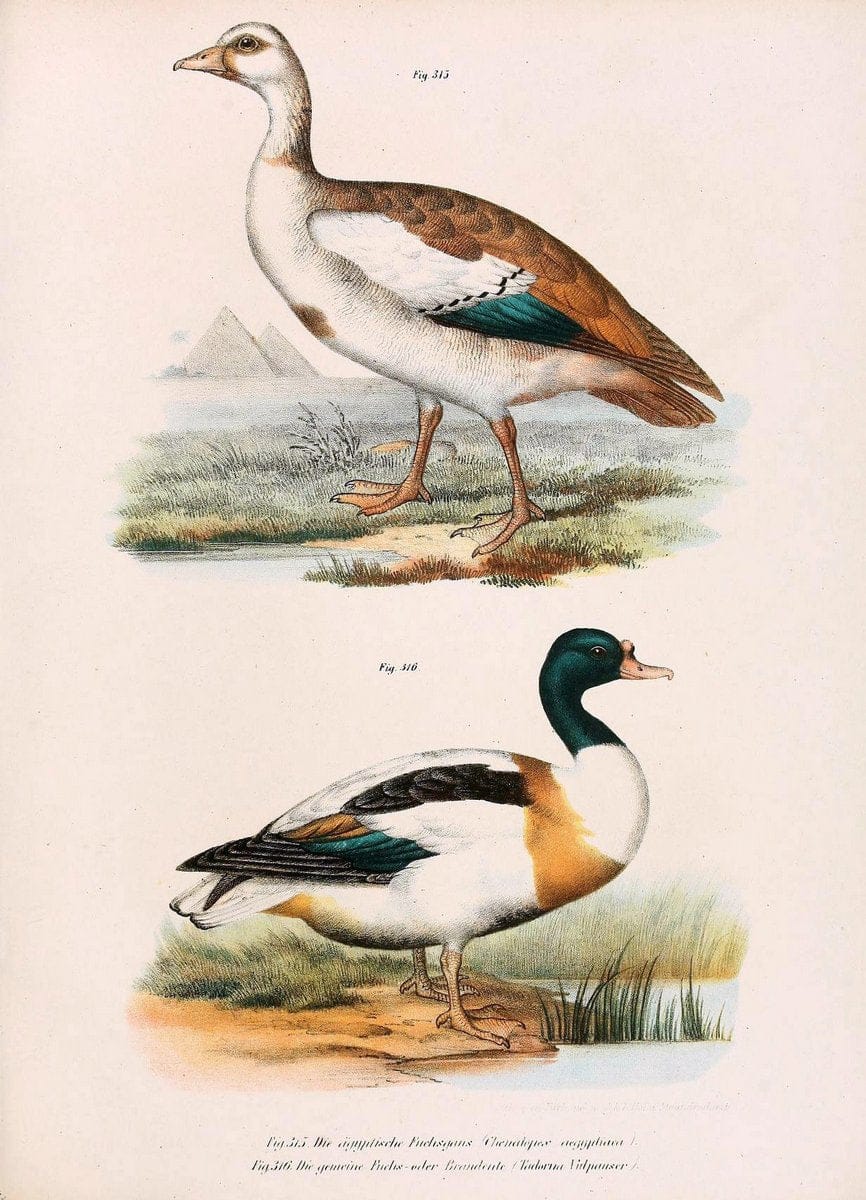 Bilder-atlas zur Wissenschaftlich-populÃ¤ren Naturgeschichte der VÃ¶gel in ihren sÃ¤mmtlich | Birds "Pictorial works"  | Vintage Print Reproduction 461088