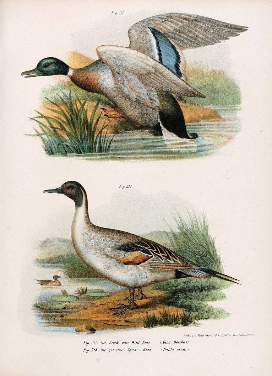 Bilder-atlas zur Wissenschaftlich-populÃ¤ren Naturgeschichte der VÃ¶gel in ihren sÃ¤mmtlich | Birds "Pictorial works"  | Vintage Print Reproduction 461089
