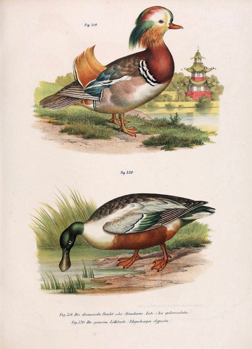 Bilder-atlas zur Wissenschaftlich-populÃ¤ren Naturgeschichte der VÃ¶gel in ihren sÃ¤mmtlich | Birds "Pictorial works"  | Vintage Print Reproduction 461090