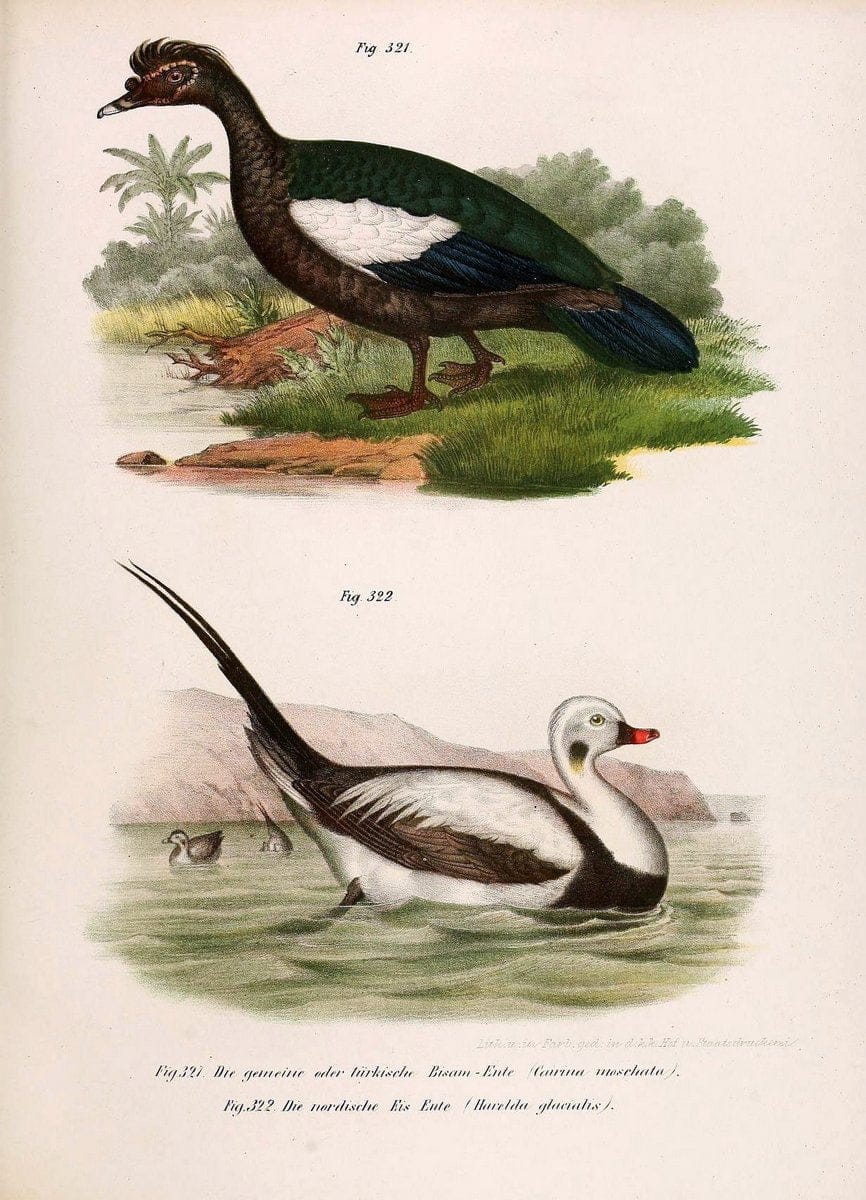 Bilder-atlas zur Wissenschaftlich-populÃ¤ren Naturgeschichte der VÃ¶gel in ihren sÃ¤mmtlich | Birds "Pictorial works"  | Vintage Print Reproduction 461091
