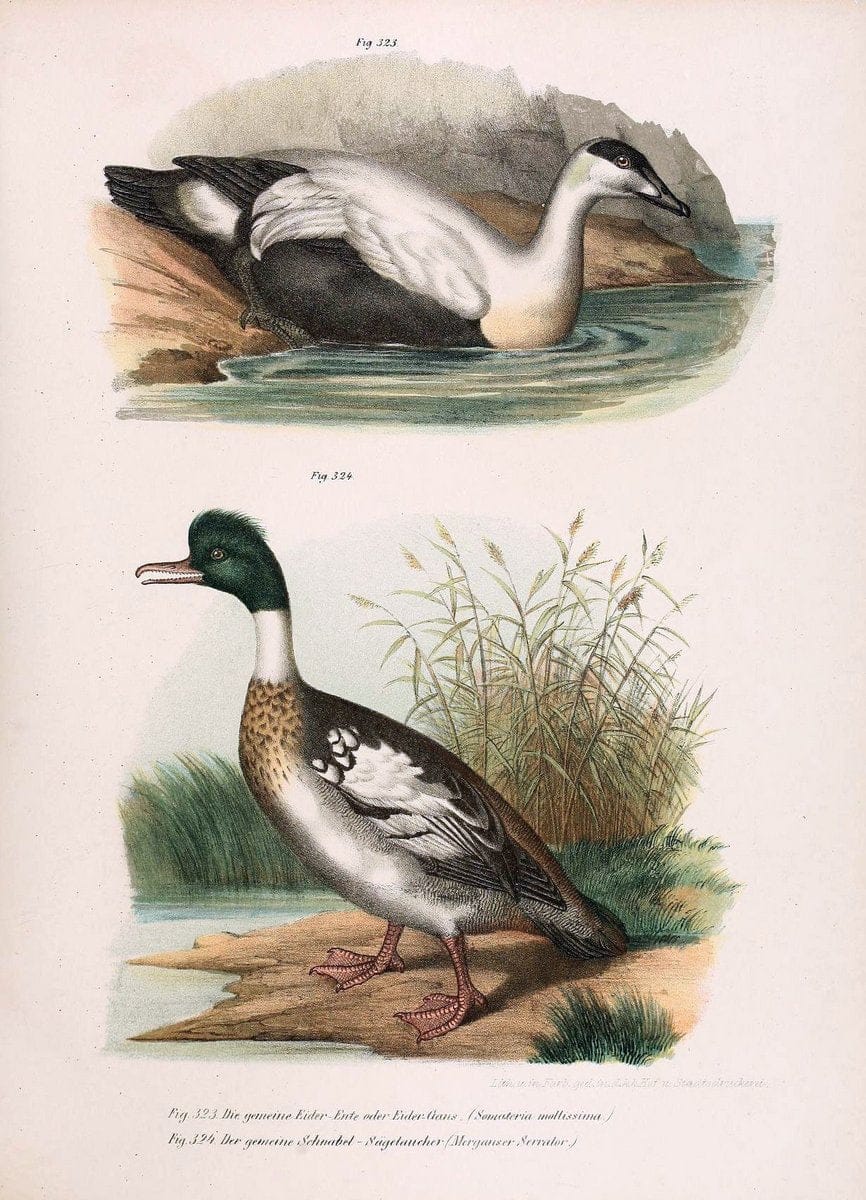 Bilder-atlas zur Wissenschaftlich-populÃ¤ren Naturgeschichte der VÃ¶gel in ihren sÃ¤mmtlich | Birds "Pictorial works"  | Vintage Print Reproduction 461092