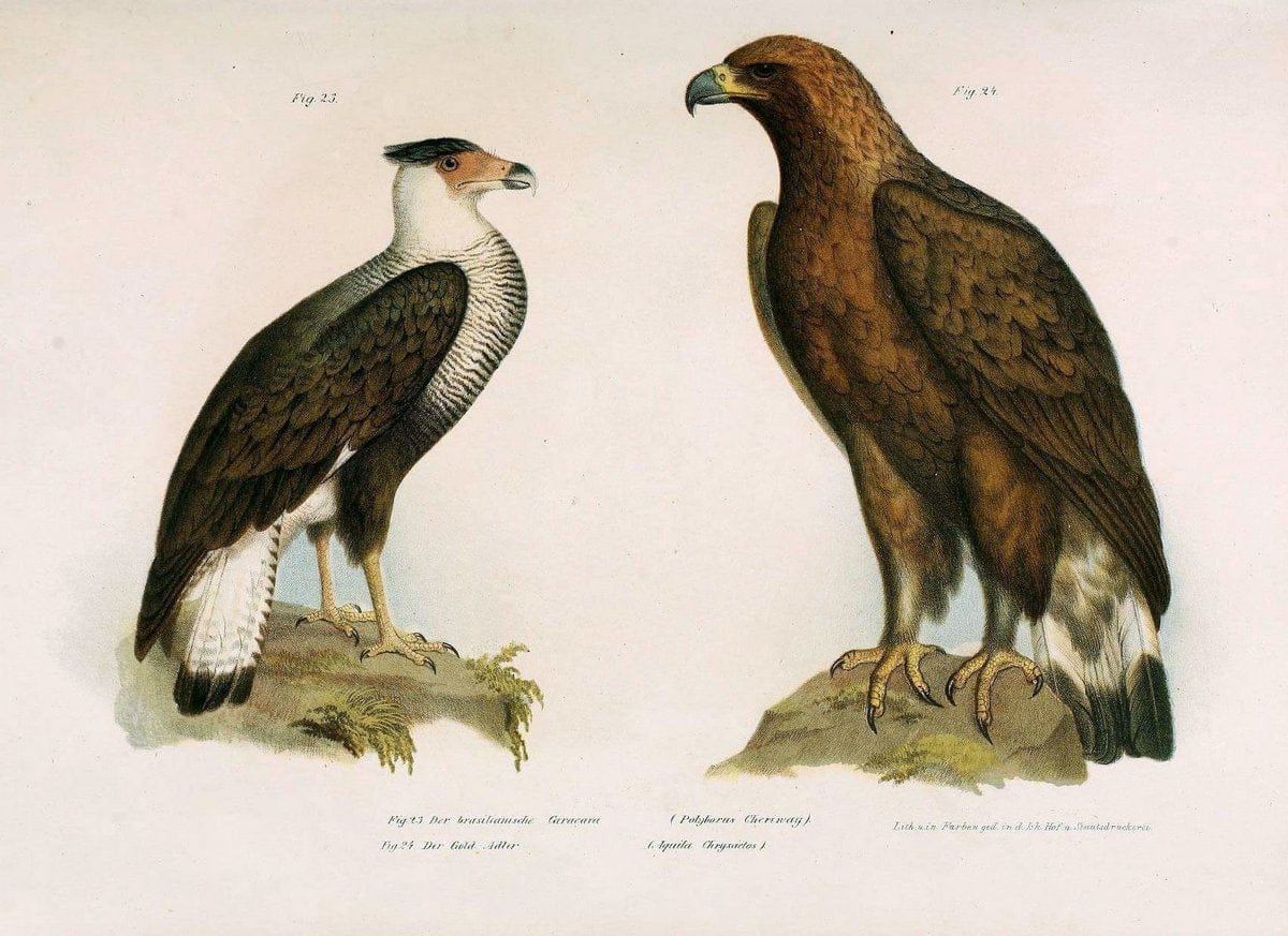 Bilder-atlas zur Wissenschaftlich-populÃ¤ren Naturgeschichte der VÃ¶gel in ihren sÃ¤mmtlich | Birds "Pictorial works"  | Vintage Print Reproduction 461093