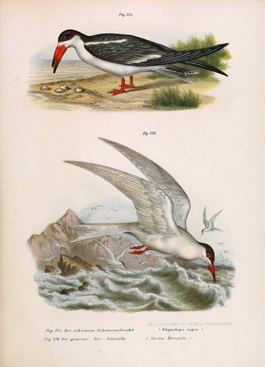Bilder-atlas zur Wissenschaftlich-populÃ¤ren Naturgeschichte der VÃ¶gel in ihren sÃ¤mmtlich | Birds "Pictorial works"  | Vintage Print Reproduction 461095