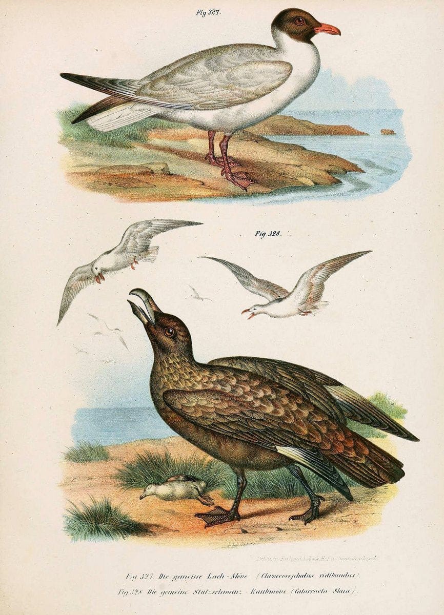 Bilder-atlas zur Wissenschaftlich-populÃ¤ren Naturgeschichte der VÃ¶gel in ihren sÃ¤mmtlich | Birds "Pictorial works"  | Vintage Print Reproduction 461096
