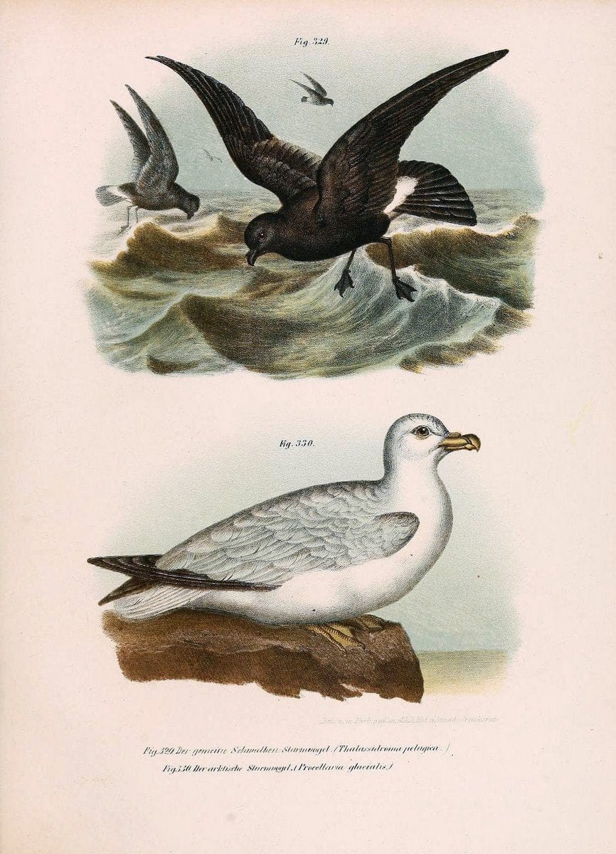 Bilder-atlas zur Wissenschaftlich-populÃ¤ren Naturgeschichte der VÃ¶gel in ihren sÃ¤mmtlich | Birds "Pictorial works"  | Vintage Print Reproduction 461097